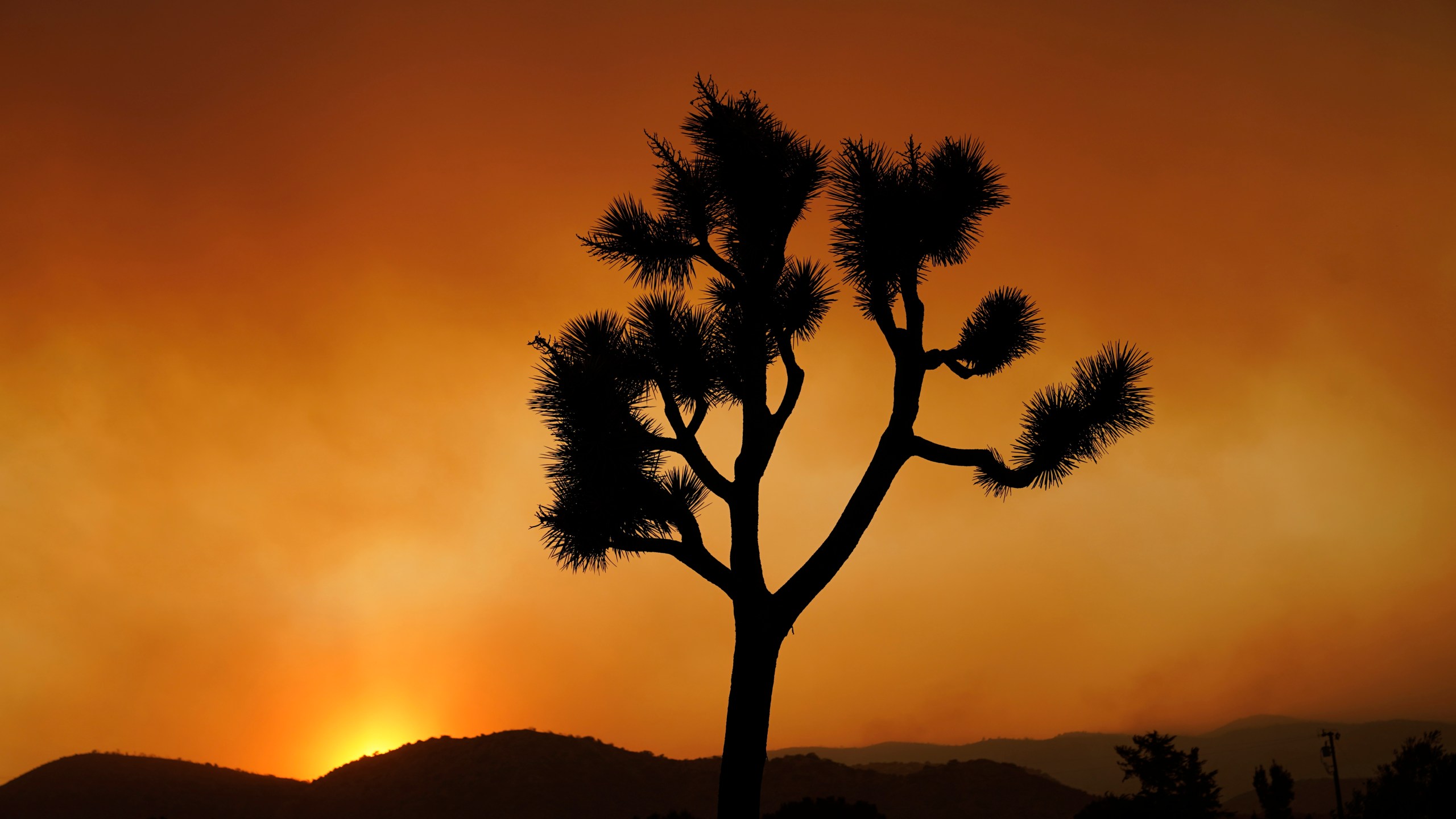 FILE—A Joshua tree is silhouetted in front of the Bobcat Fire at sunset Saturday, Sept. 19, 2020, in Juniper Hills, Calif. (AP Photo/Marcio Jose Sanchez, File)