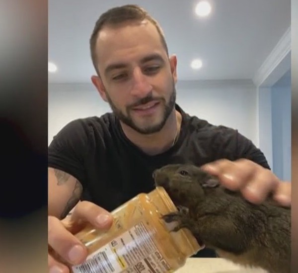 P’nut, an Instagram-famous squirrel, and his owner Mark Longo