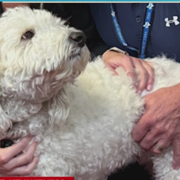 A dog named Titan was quoted as one of the keys to solving his owner's 2023 murder, according to Texas investigators.