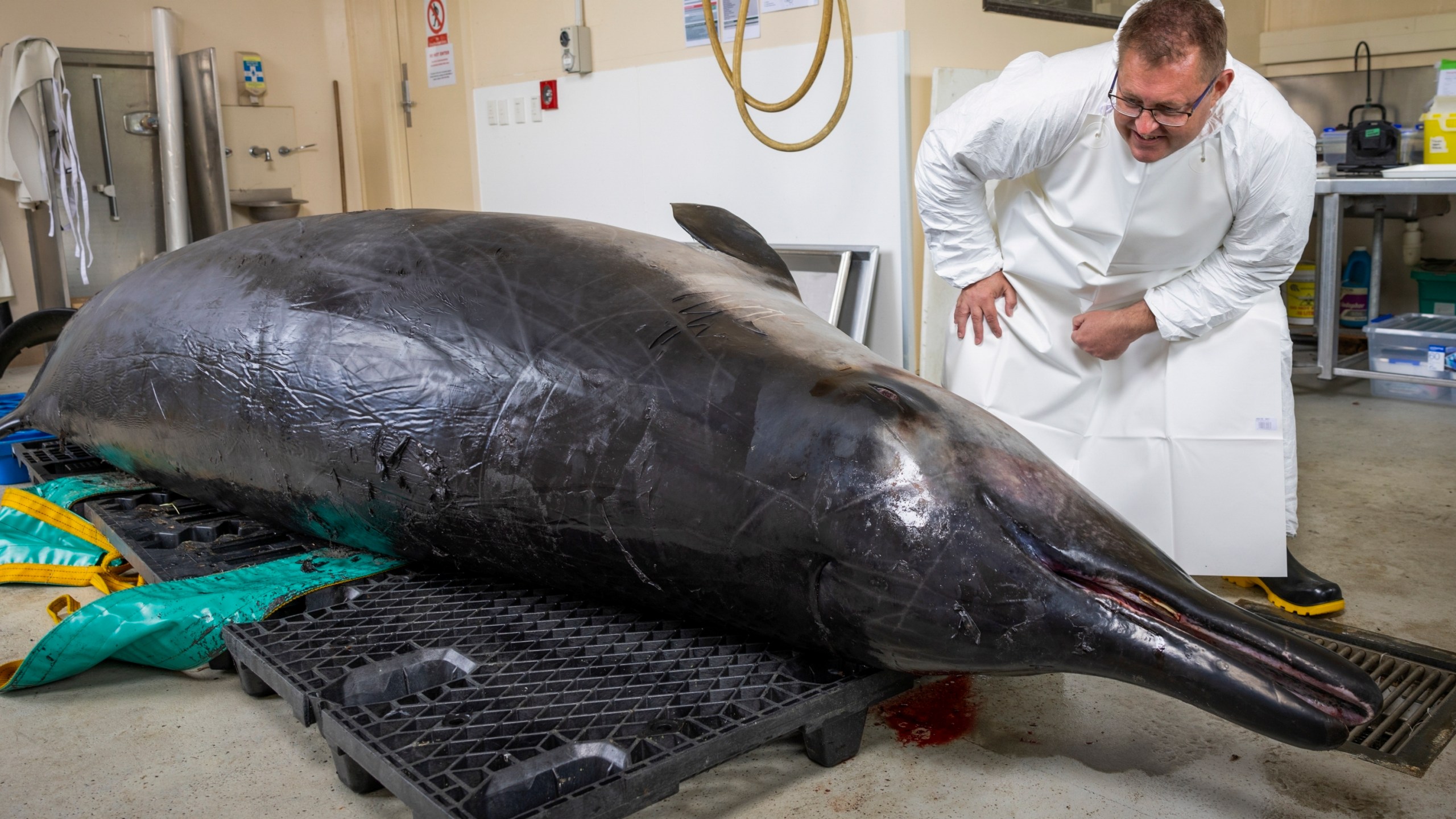 Beaked whale expert Anton van Helden inspects a male spade-toothed whale ahead of a dissection at Invermay Agricultural Centre, Mosgiel, near Dunedin, New Zealand, Monday, Dec. 2, 2024 (AP Photo/Derek Morrison)