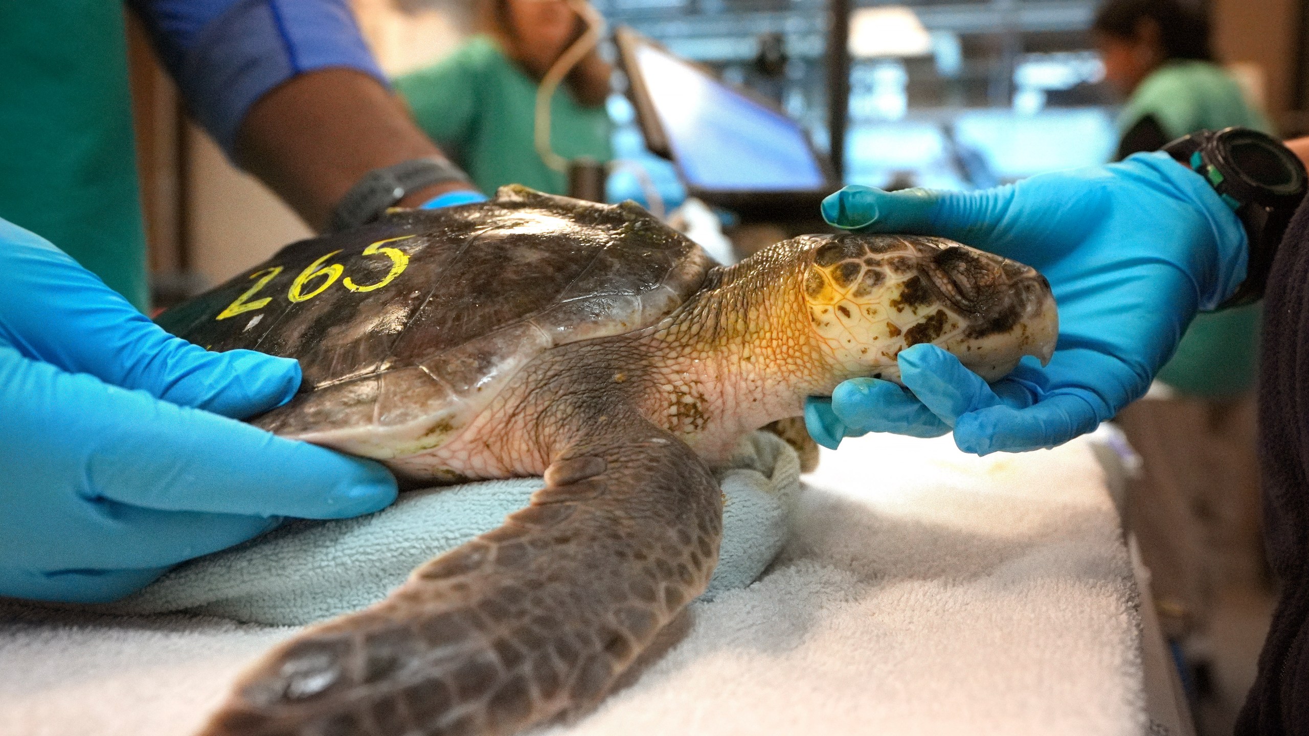 Intern Leighton Graham, left, and biologist Sammi Chaves, right, examine a Kemp's ridley sea turtle at a New England Aquarium marine animal rehabilitation facility in Quincy, Mass., Tuesday, Dec. 3, 2024. (AP Photo/Steven Senne)