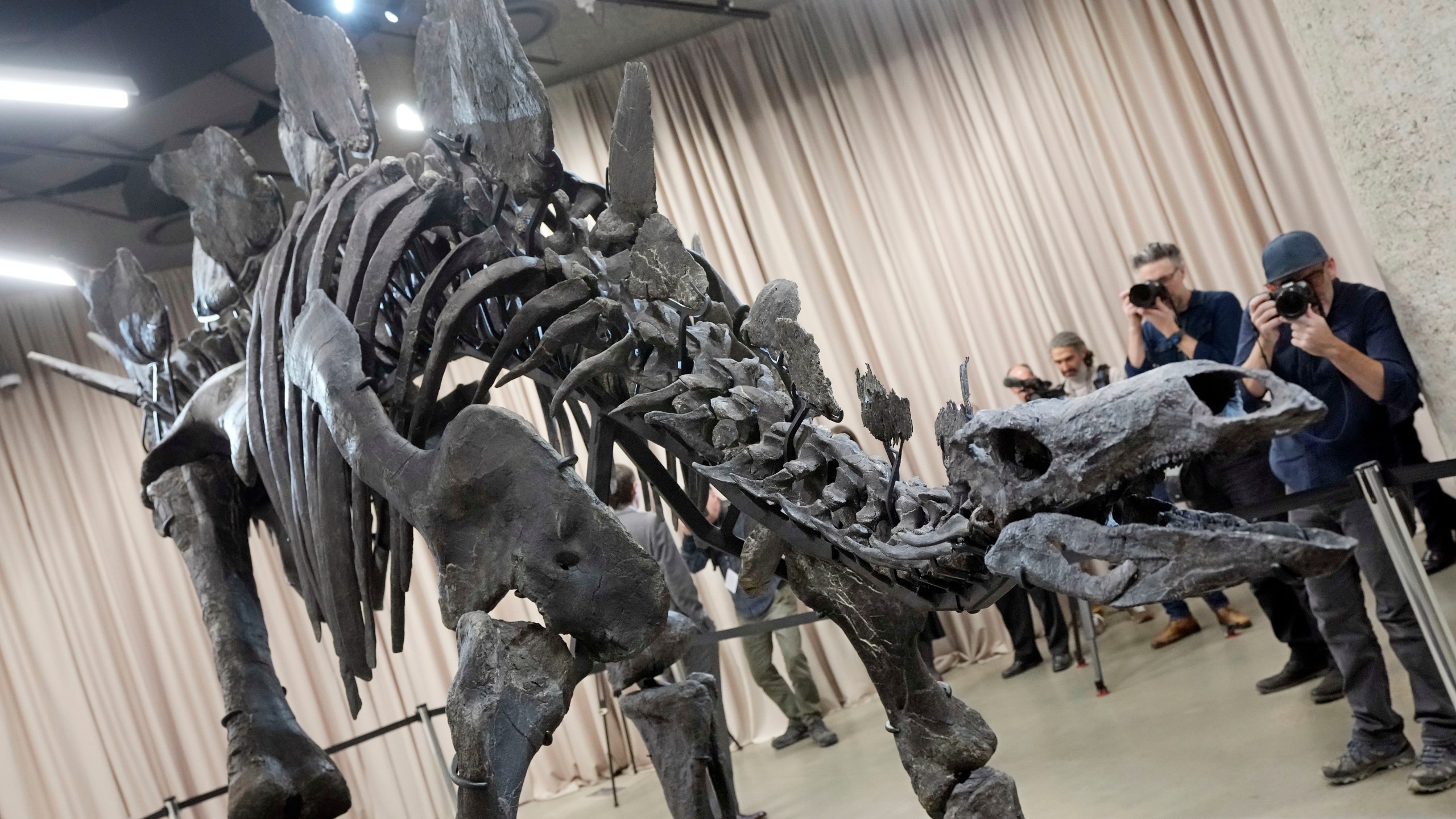 Apex, a 150-million year old Stegosaurus dinosaur fossil, that billionaire Kenneth C. Griffin bought for $44.6 million, is displayed at the American Museum of Natural History, in New York, Thursday, Dec. 5, 2024. (AP Photo/Richard Drew)