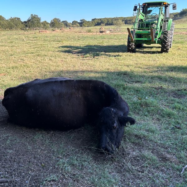 A cow lays in the foreground in front of a green tractor